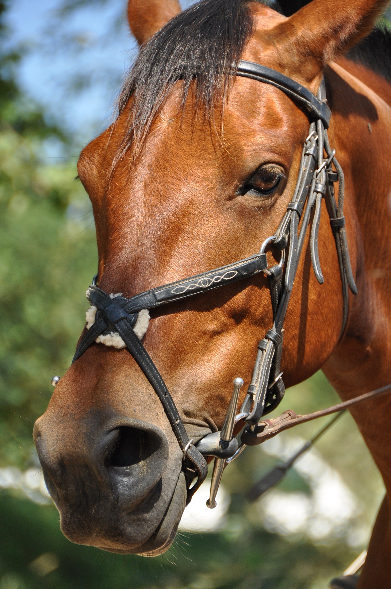 Copropriétés de cheval de course fiscalité-chevaux