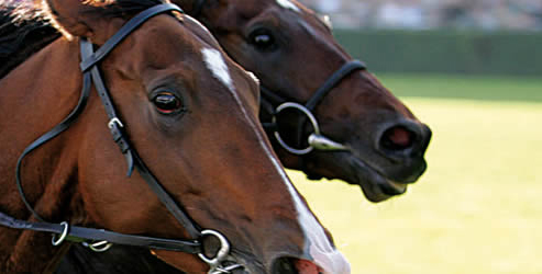 Fiscalité des Chevaux de courses | Cabinet Roche & Cie - Expert ...
